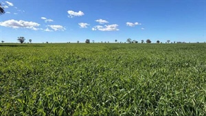 Banoon presents as versatile country that's 90 per cent arable | Photos