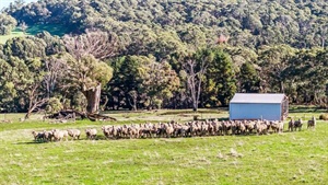 Two 100-acre Euroa farming blocks sell quickly in the North East