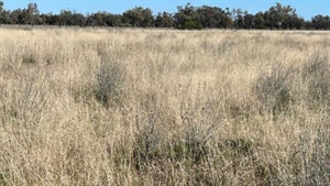 Turn Turn and Wittenburra impress with standout sheep, cattle productivity