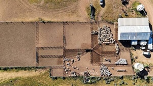 Two more historic sheep stations offered amid 'once-in-a-generation' season