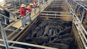 Put this in your calculator: right now is the time to profit on young cattle