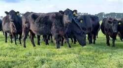 Rare opportunity as King Island beef portfolio hits sales market