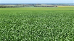 Chance to expand your cropping country with two central EP farms for sale