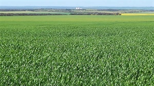 Chance to expand your cropping country with two central EP farms for sale