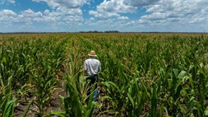 Beyond wheat: why corn has claimed the title of strongest grain market