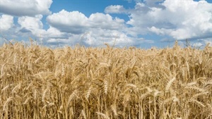 War drives wheat prices through the roof: what history says you should do next