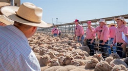 Global lamb market update: how Australia's competitive landscape is shifting