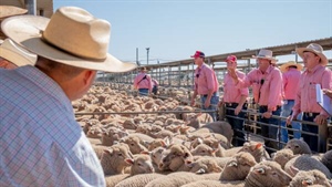 Global lamb market update: how Australia's competitive landscape is shifting