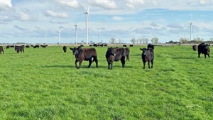 Victoria's Mortlake becomes a hotspot for the sale of big farm portfolios