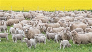 'We've stemmed the bleeding', but ewe flock has dropped 10pc in two years