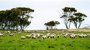 Blumson family's 3586ha farming aggregation near Ceduna is up for sale