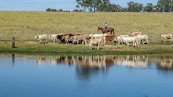 Substantial grazing property featuring quality cattle country | Video