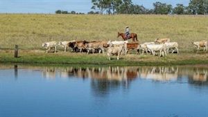 Substantial grazing property featuring quality cattle country | Video