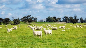 Turn key blue ribbon farming on 850ha up for grabs in Upper South East