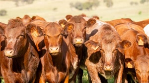 'Nothing's about to fall over': cattle levy review unearths funding deficit