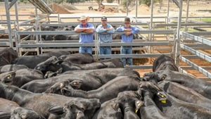 Cattle market: southern rain shifts buyer demand, yardings rise in the north