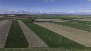 Mayfield blessed with deep black self mulching clay soils | Video