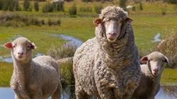 Minister's 'harebrained' super plan to invest in US farm supply chain hits wall