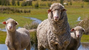 Minister's 'harebrained' super plan to invest in US farm supply chain hits wall