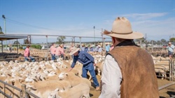 What shifting global lamb prices spreads mean for Australian producers