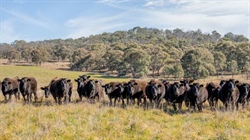 Wagyu prices are rebounding - but individual genetics, specs now matter