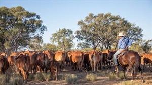Spring supply surge cools young cattle values as processors hold back