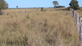 Rising cattle market delivers outstanding Western Downs property result