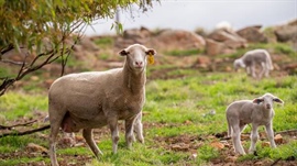 Best market conditions in years: how producers can capture the windfall
