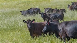 'Significant investment': mining identity lists exceptional, elevated grazing country running 320 cows and calves | Video
