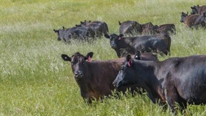'Significant investment': mining identity lists exceptional, elevated grazing country running 320 cows and calves | Video