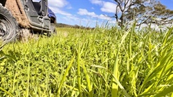 Upper Hunter cattle farm with significant potential hits the market for $3000/acre | Video